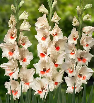 Гладиолус "Аякс" крупноцветковый (5 шт. в упаковке)