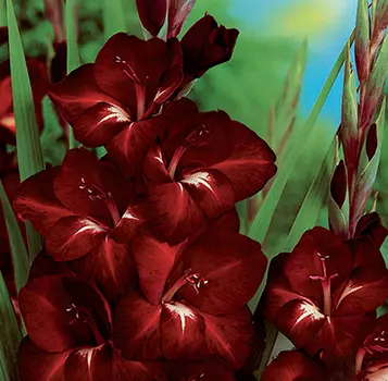 Гладиолус "Арабиан Найт" крупноцветковый (10 шт. в упаковке)