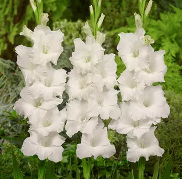 Гладиолус "Бангладеш" крупноцветковый (10 шт. в упаковке)