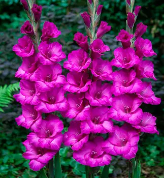 Гладиолус "Бельведер" крупноцветковый (5 шт. в упаковке)