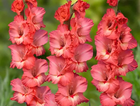 Гладиолус "Бетховен" крупноцветковый (5 шт. в упаковке)