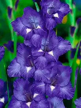 Гладиолус "Блу Айл" крупноцветковый (10 шт. в упаковке)