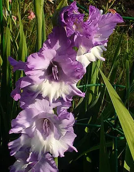 Гладиолус "Блу Фрост" крупноцветковый (10 шт. в упаковке)