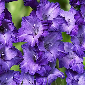 Гладиолус "Блу Маунтин" крупноцветковый (5 шт. в упаковке)