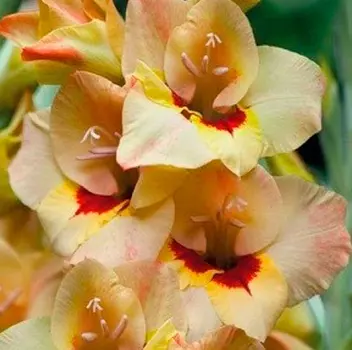 Гладиолус "Бочелли" бамбино (10 шт. в упаковке)