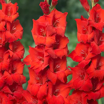 Гладиолус "Бонфайр" крупноцветковый (5 шт. в упаковке)