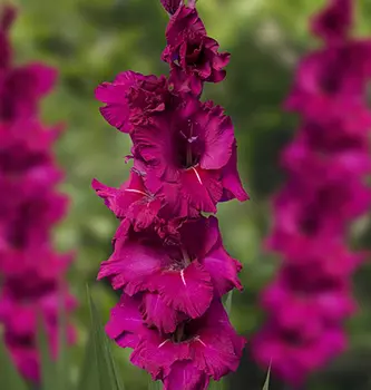 Гладиолус "Брамс" крупноцветковый (10 шт. в упаковке)