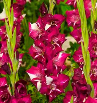 Гладиолус "Дэрд" крупноцветковый (10 шт. в упаковке)