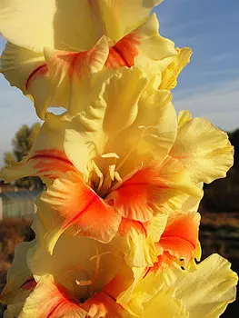 Гладиолус "Джестер" крупноцветковый (10 шт. в упаковке)