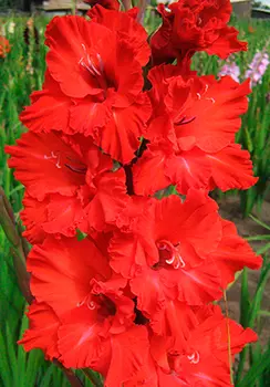 Гладиолус "Файр Крекер" гофрированный (10 шт. в упаковке)