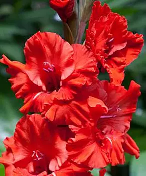 Гладиолус "Файр Раффл" гофрированный (10 шт. в упаковке)