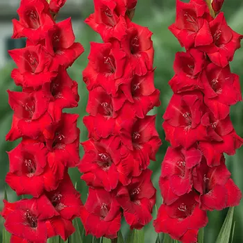 Гладиолус "Фэт Бой" крупноцветковый (10 шт. в упаковке)