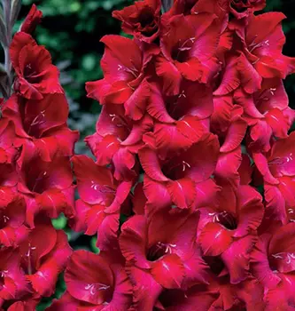 Гладиолус "Фёст Блад" крупноцветковый (10 шт. в упаковке)