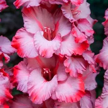 Гладиолус "Грейхаунд" крупноцветковый (10 шт. в упаковке)