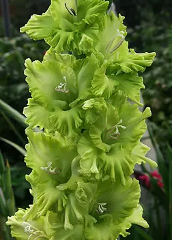 Гладиолус "Грин Стар" гофрированный (10 шт. в упаковке)