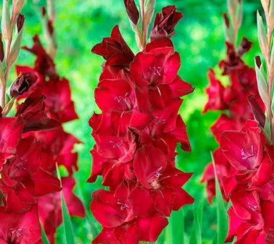 Гладиолус "Эспрессо" крупноцветковый (10 шт. в упаковке)