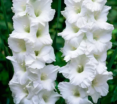 Гладиолус "Эссеншл" крупноцветковый (10 шт. в упаковке)