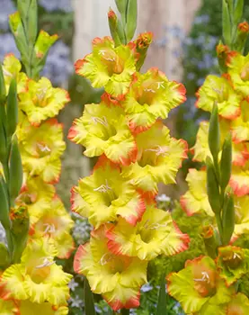 Гладиолус "Йоенна" крупноцветковый (10 шт. в упаковке)