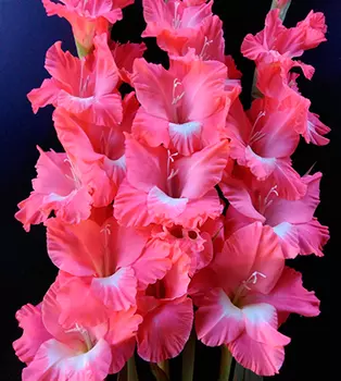 Гладиолус "Лолита" крупноцветковый (5 шт. в упаковке)