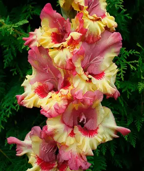 Гладиолус "Марго" крупноцветковый (5 шт. в упаковке)