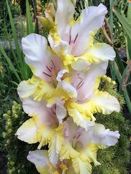 Гладиолус "Миг удачи" крупноцветковый (5 шт. в упаковке)