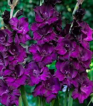 Гладиолус "Момбаса" крупноцветковый (5 шт. в упаковке)