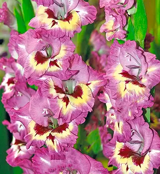 Гладиолус "Нашвилл" крупноцветковый (10 шт. в упаковке)