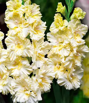 Гладиолус "Октопус" гофрированный (10 шт. в упаковке)