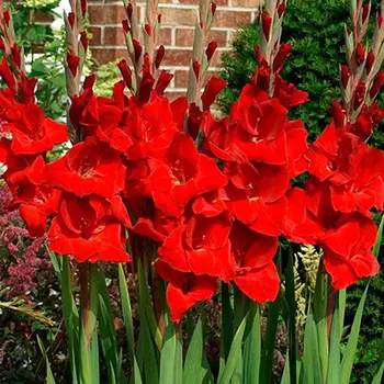 Гладиолус "Оскар" крупноцветковый (10 шт. в упаковке)