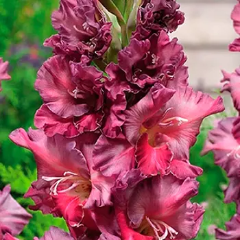 Гладиолус "Ростов" крупноцветковый (5 шт. в упаковке)