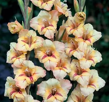 Гладиолус "Роза" крупноцветковый (10 шт. в упаковке)