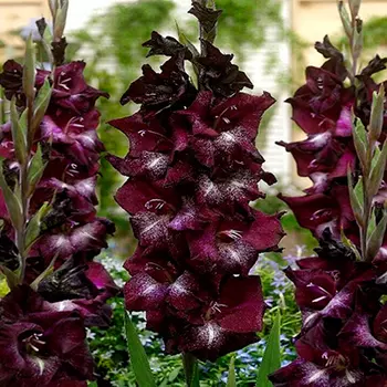 Гладиолус "Шака Зулу" крупноцветковый (10 шт. в упаковке)