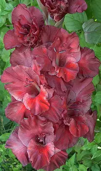 Гладиолус "Шоколад" крупноцветковый (10 шт. в упаковке)