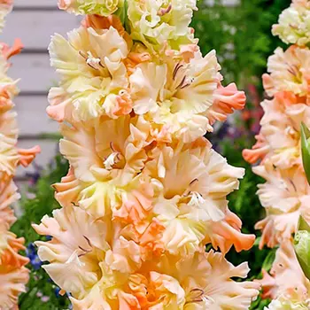 Гладиолус "Сочи" гофрированный (5 шт. в упаковке)