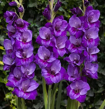 Гладиолус "Старфайтер" крупноцветковый (5 шт. в упаковке)