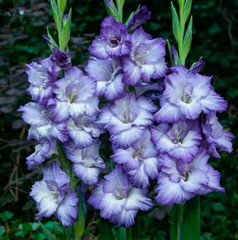 Гладиолус "Тритон" крупноцветковый (5 шт. в упаковке)