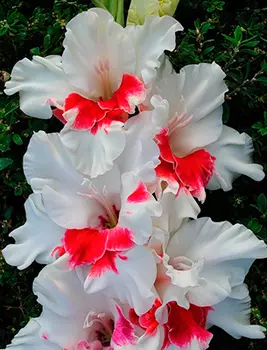 Гладиолус "Весточка" крупноцветковый (5 шт. в упаковке)