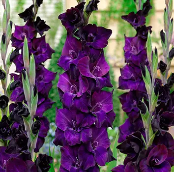 Гладиолус "Волбит" крупноцветковый (10 шт. в упаковке)