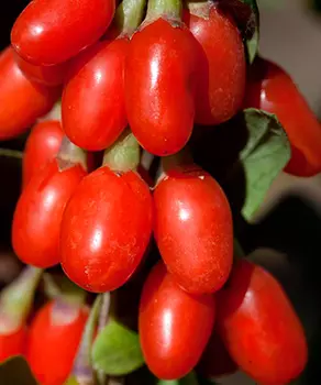 Годжи (Лициум) Нью Биг