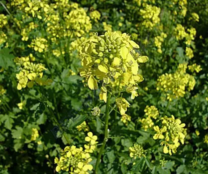 Горчица белая (500 гр)