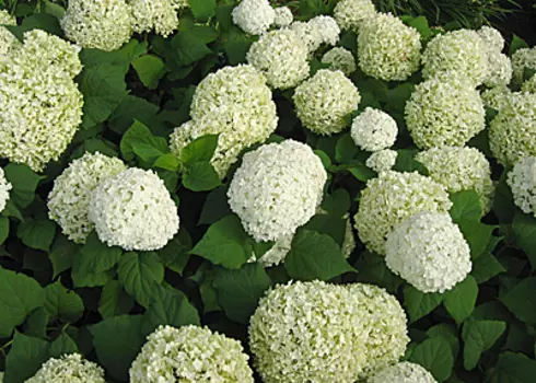 Гортензия древовидная Анабель