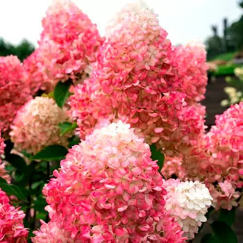 Гортензия метельчатая Пинки Промис