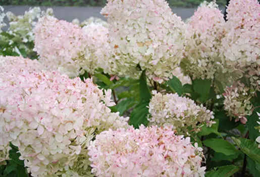 Гортензия метельчатая Сильвер Доллар