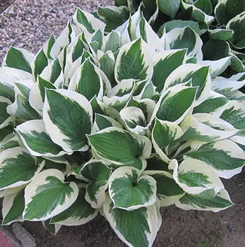 Хоста Форчуна Патриот (в упаковке 1 шт.)