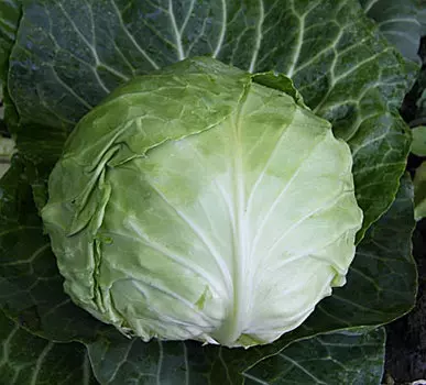 Капуста Каменная голова (Б/К) 0,5 гр.