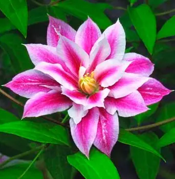 Клематис Андромеда (крупноцветковый, полумахровый)