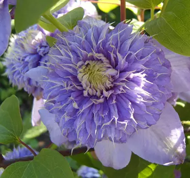 Клематис Блю Лайт (махровый, крупноцветковый)
