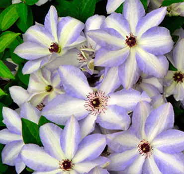 Клематис Иван Олсон (крупноцветковый)