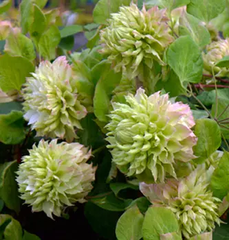 Клематис Мидори (густомахровый, крупноцветковый)