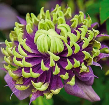 Клематис Тайга (крупноцветковый, махровый)